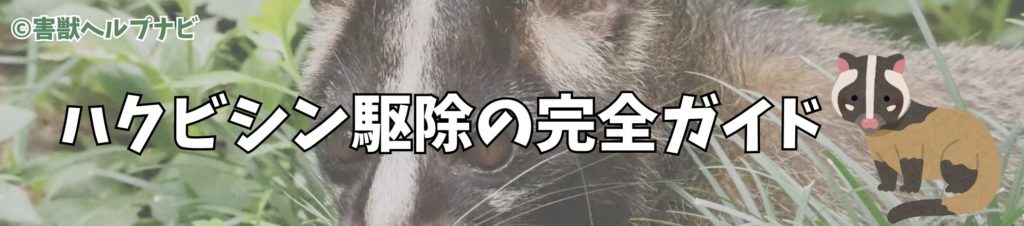 ハクビシン駆除の完全ガイドのMV