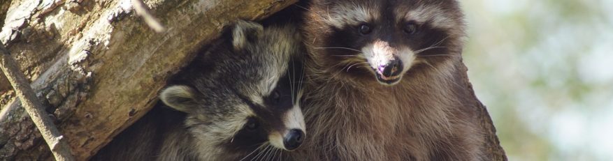 アライグマの活動時間帯と季節的傾向の説明図