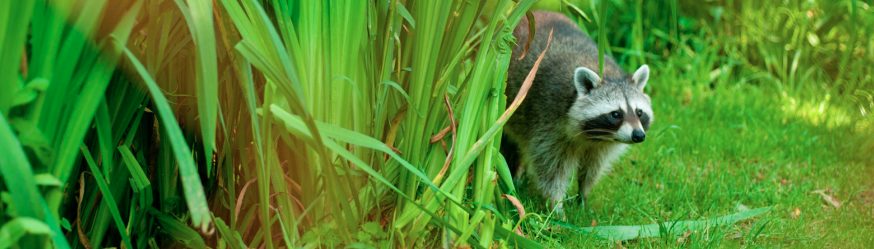 アライグマとは?生態と行動特性の基本の説明図