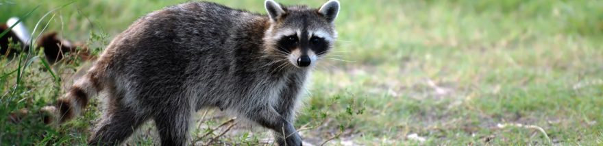 なぜアライグマが指定されたのか？のイメージ図