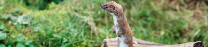 代表的な被害事例ケーススタディ（イタチ）