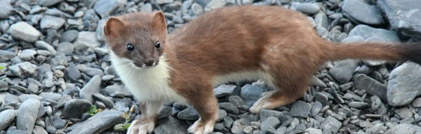 これら３種がもたらす具体的影響のイメージ図イタチ