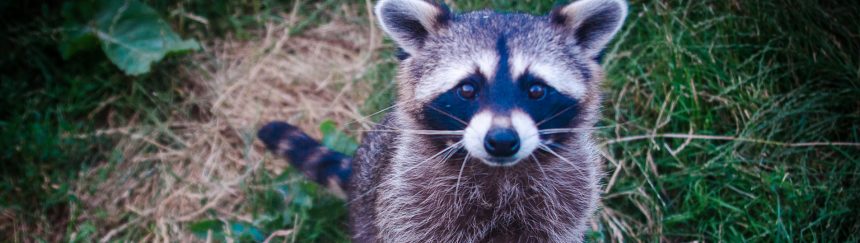 特定外来生物制度とは？基礎知識のアライグマのイメージ図