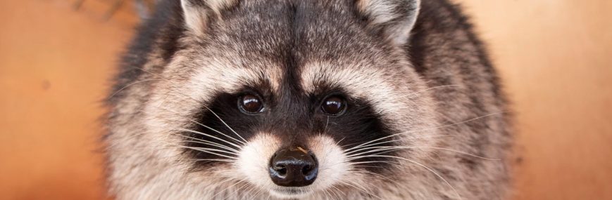 宮崎県におけるイタチ・アライグマ被害の現状の説明図アライグマ