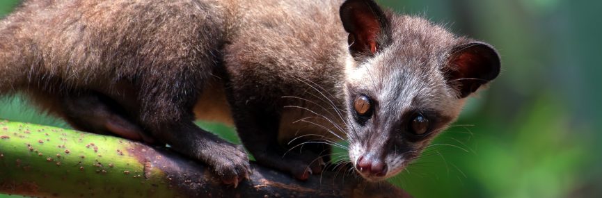 主要３種の特性と指定理由のハクビシン図