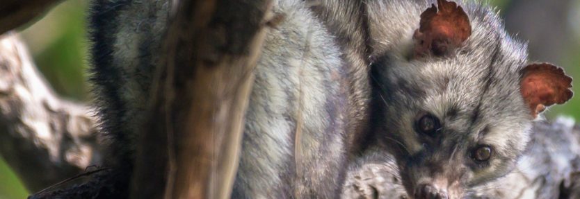 ハクビシンとは？その被害と危険性のハクビシンのイメージ図