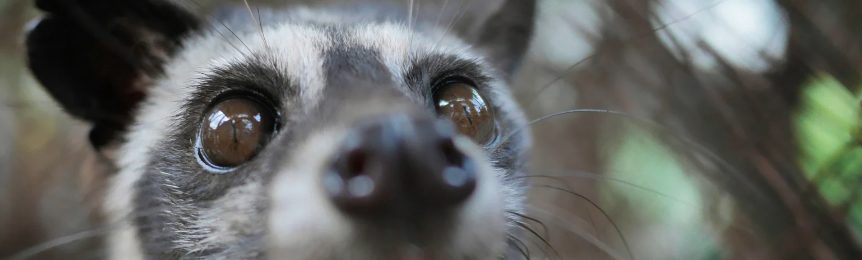ハクビシン駆除の必要性とタイミングのイメージ図