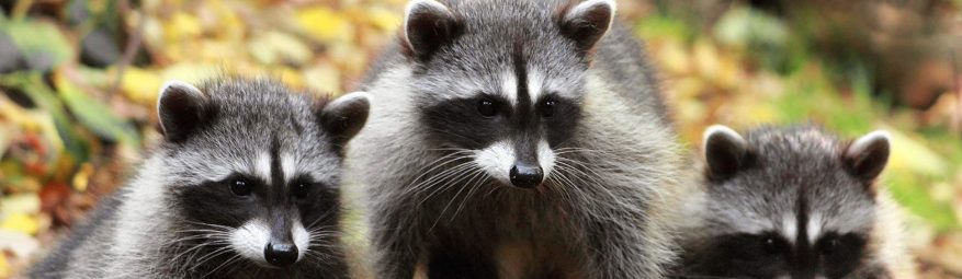 放置のリスクと繁殖スピードのイメージ図